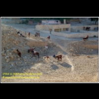 17914 12 005 Petra Jordanien 2011.jpg